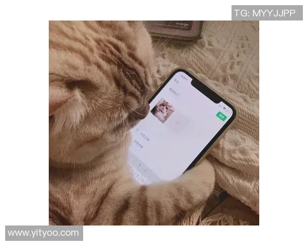 高清足球明星猫咪头像合集让你爱不释手的可爱选择